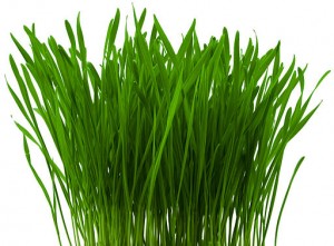 Natural Cure for Fibroids - Weizengras - Wheatgrass