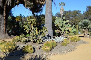 Desert Landscaping Ideas - Cactus Garden
