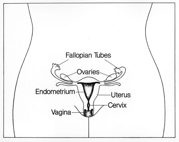 Female Reproductive Organs including The Uterus