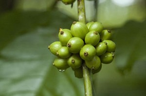 Green Coffee Diet - Green Coffee Beans Seeds