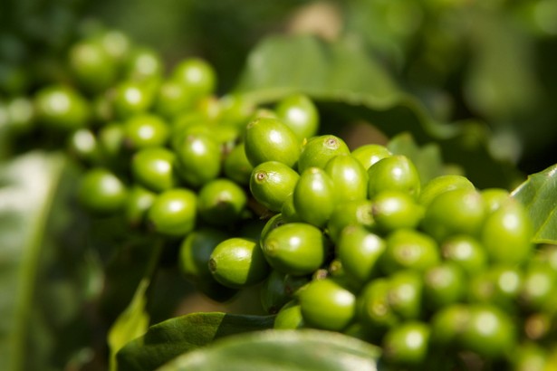 Green Coffee Review - Pure Green Coffee Cherries
