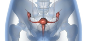 Uterine Fibroids Cure - Uterus