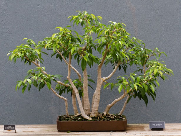 Indoor Bonsai Tree - Ficus Benjamina