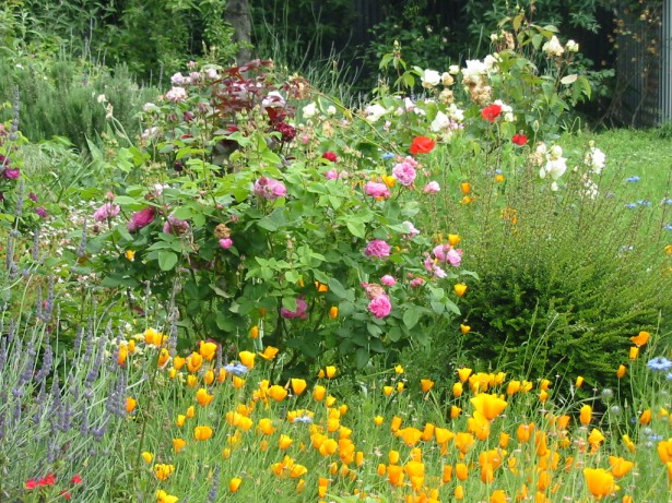 Backyard Landscape Ideas - Blooming Flower Garden
