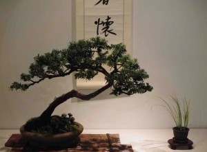 Bonsai Tree Care