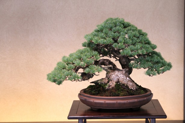 Bonsai Tree for Beginners - Japanese Needle Pine