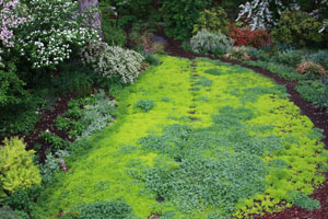Simple Landscaping Ideas - Sedum and Clover Garden Landscape