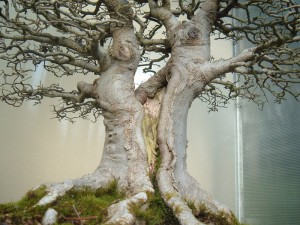 Types of Bonsai Trees – Appearance Variations