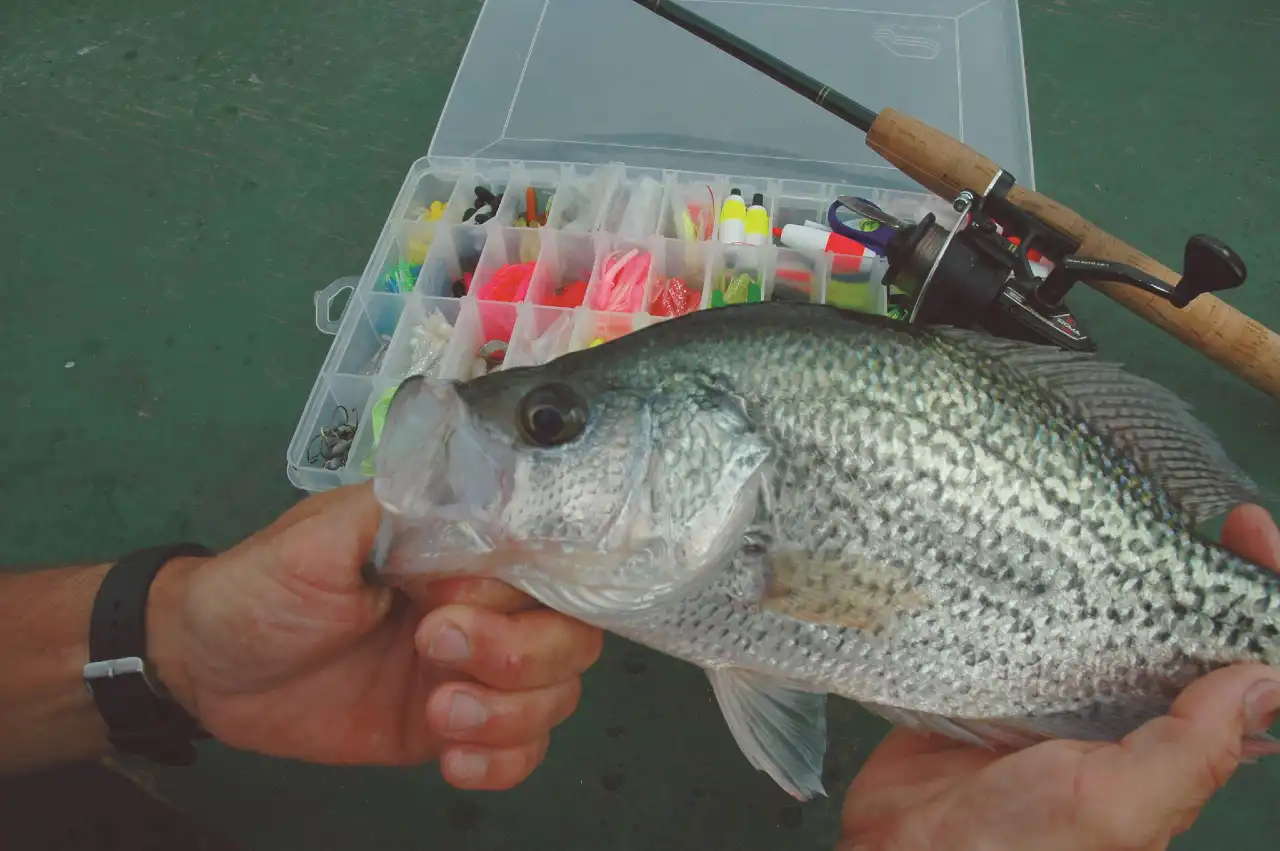 crappie-lures-lures-explored-crappie-lures-what-you-need-to-know-black-crappie-leisure-sports-fishing-game-fishing-uniqsource-com