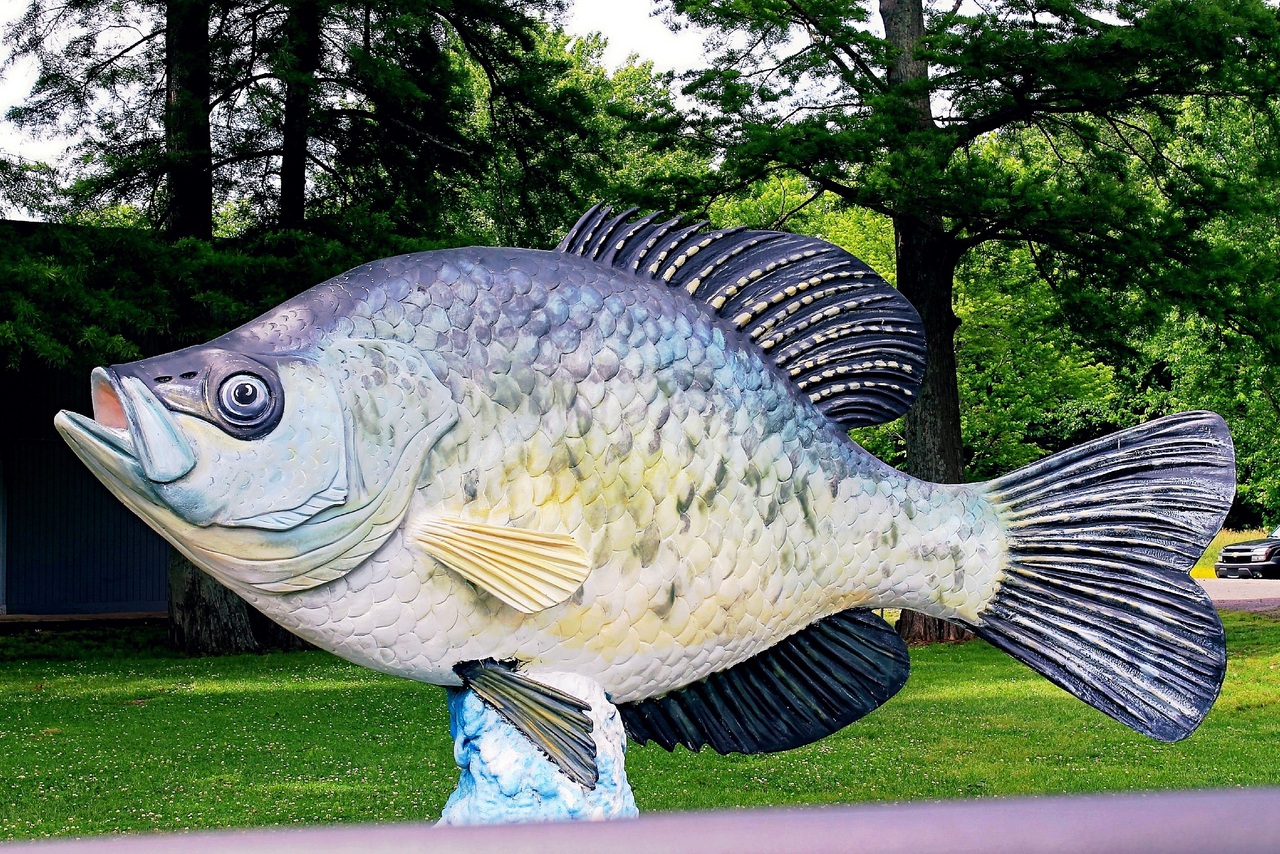 world-record-crappie-monster-and-boss-size-fish-when-crappies-strike-world-record-crappies-crappie-fish-statue-leisure-sports-fishing-game-fishing-uniqsource-com