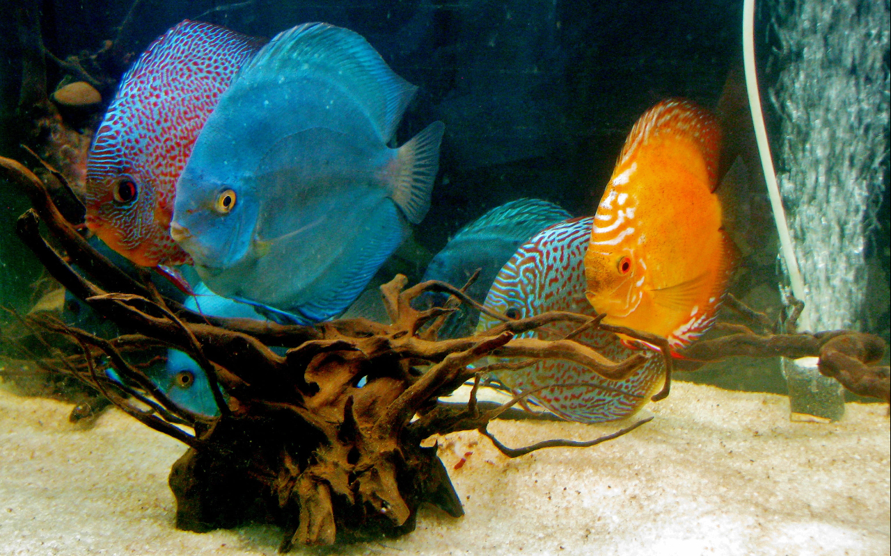discus-fish-breeding-the-essentials-discus-fish-breeding-the-big-transition-pets-aquarium-fish-uniqsource-com