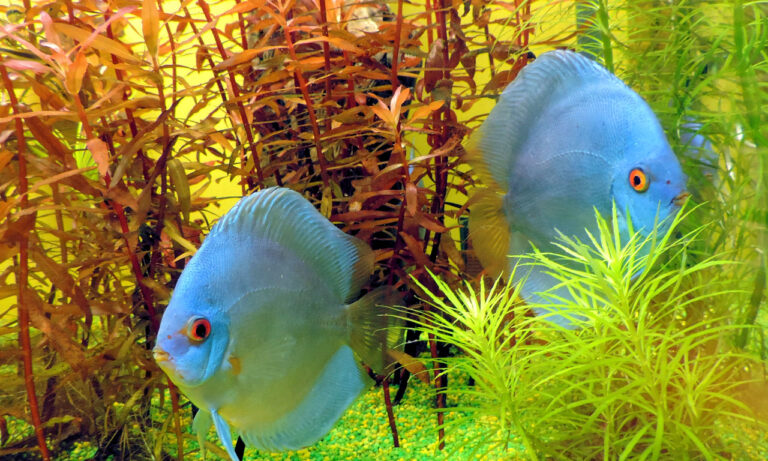 Discus Fish for Sale – Main Options