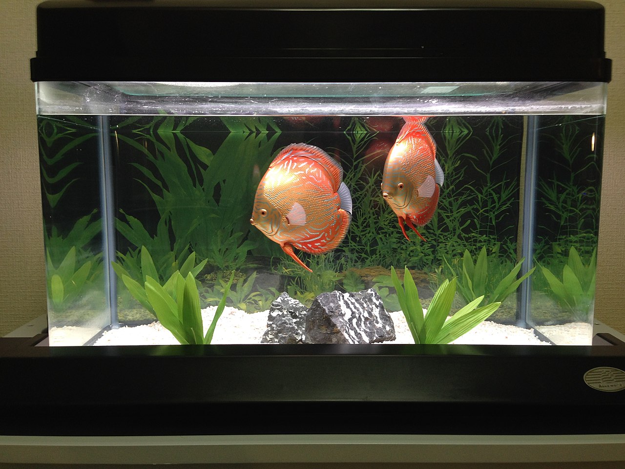 discus-fish-tank-sustain-life-aquatic-the-perfect-discus-fish-tank-discus-fish-aquarium-pets-aquarium-fish-uniqsource-com