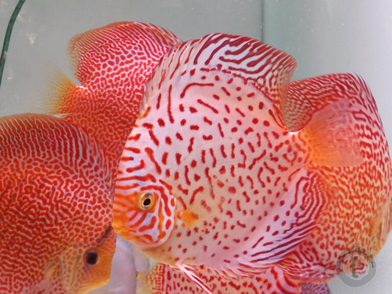 Keeping Discus Fish – What It Really Takes